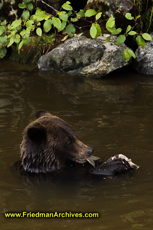 bear,bears,nature,wild,brown,wild,fuzzy,water,fish,meal,eating,fishing,